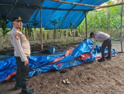 Arena Sabung Ayam di Kalipare Kab Malang Digrebek Polisi