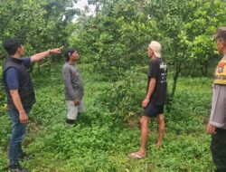 S 50 Tahun Pencuri Ratusan Kg Jeruk di Poncokusumo Diamankan Polisi
