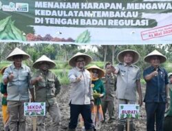 Petani Bondowoso Tolak Regulasi Pembatasan Nikotin dan Tar, Minta Perlindungan Tembakau Lokal