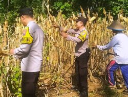 Panen Jagung Kwartal II, Polresta Malang Kota Bersama Petani Kedungkandang
