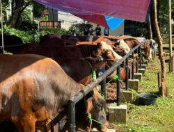 Di Idul Adha 1447 H, JNE dan TIKI Salurkan 30 Ekor Sapi Kurban