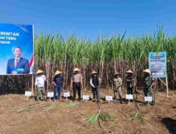 Panen Tebu Bongkar Ratoon di Bondowoso, Wabup Tegaskan Dukungan Swasembada Gula Nasional