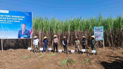 Panen Tebu Bongkar Ratoon di Bondowoso, Wabup Tegaskan Dukungan Swasembada Gula Nasional
