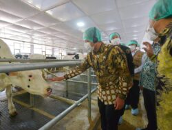 90 Ekor Sapi Perah Impor untuk Koperasi di Jatim Diserahkan Nestlé Indonesia