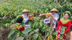 Tegaskan BRK Reborn, Bupati Dorong Penataan Kopi dari Hulu hingga Hilir