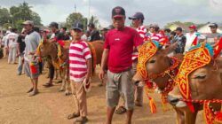 Karapan Sapi Kembali Digelar, Ribuan Warga Bondowoso Padati Lapangan Kecamatan Wringin