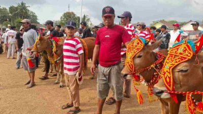 Karapan Sapi Kembali Digelar, Ribuan Warga Bondowoso Padati Lapangan Kecamatan Wringin