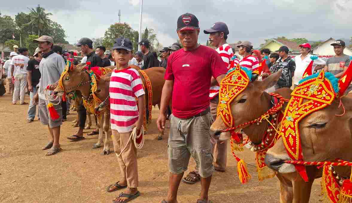 Karapan Sapi Kembali Digelar, Ribuan Warga Bondowoso Padati Lapangan Kecamatan Wringin