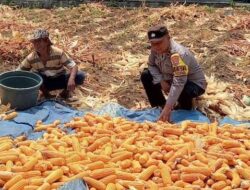 Bhabinkamtibmas Malang Kota Dampingi Petani Panen Jagung dengan Hasil 8 Kuintal