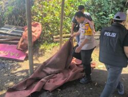 Lokasi Sabung Ayam di Karangploso Diobrak-abrik Polisi Resor Malang