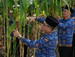 Usai Upacara Hari Kesaktian Pancasila, Kalapas Malang Ikut Panen Perdana Jagung Manis