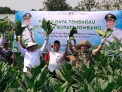Pemkab Jombang Dorong Regenerasi Petani dan Akses Pasar Lewat Panen Raya Tembakau
