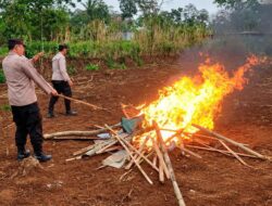 Arena Judi Sabung Ayam di Singosari Dibakar Polres Malang
