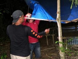 Berkat Aduan Masyarakat, Kembali Polres Malang Musnahkan Arena Judi Sabung Ayam
